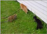 Cats - Warning: don't try this at home!