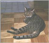 Re: Tired of cats! :*