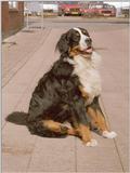 Re: REQ:Bernese