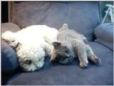 British shorthair kitten and Maltezer