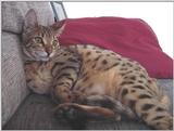 Suma - big eyed Bengal Cat 1/1