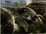 Binturong1