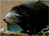 Binturong2