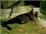 Binturong3