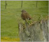 bird on post
