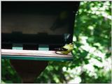 Bird4 --> American Goldfinch