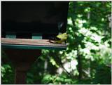 bird5 --> American Goldfinch