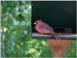 Cardinal