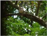 Mourning dove