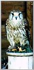 Bird of prey1
