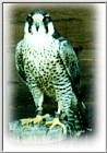 Bird of prey2