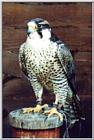 Bird of prey4