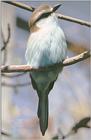 Souvenirs from my California trip - Birdie in San Diego Zoo - Ornithological advice appreciated
