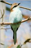 Resuming 1999 San Diego pictures, negative scans this time - please ID this damn bird :-)