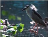 Black-Crowned Night Heron 1