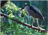 Black-Crowned Night Heron 2