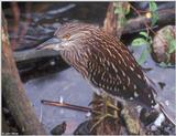 Black-Crowned Night Heron (juvenile)