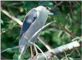 More of the Black-Crowned Night Heron 1