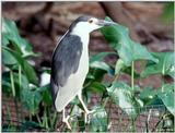 More of the Black-Crowned Night Heron 2