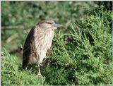 Juvenile Black-Crowned Night Heron