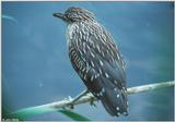 Black-Crowned Night Heron (immature)