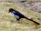 Black-billed Magpie (1/7) -- 까치