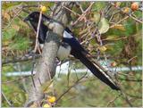 Black-billed Magpie (3/7) -- 까치