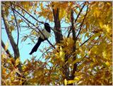 Black-billed Magpie (4/7) -- 까치