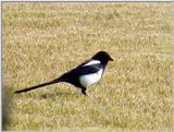 Black-billed Magpie (6/7) -- 까치