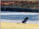 Black-billed Magpie (Pica pica sericea) -- 까치