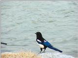 Black-billed Magpie from Korea -- Korean Magpie (Pica pica sericea)