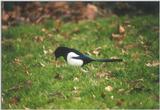 Re: REQ: magpies -- European Magpie