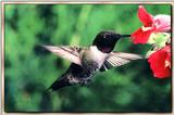 Hummingbird - Male Black-chinned