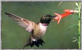 Hummingbird - Male Black-chinned