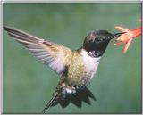 Hummingbird - Black-chinned Hummingbird 28