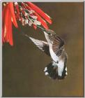 Hummingbird - Black-chinned Hummingbird 29