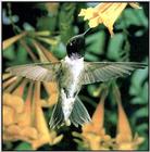 Hummingbird - Black-chinned Hummingbird 31