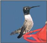 Hummingbird - Black-chinned Hummingbird 32