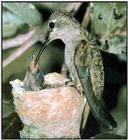 Hummingbird - Black-chinned Hummingbird Female 02