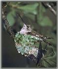 Hummingbird - Female Black-chinned