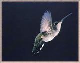 Hummingbird - Female Black-chinned