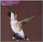 Hummingbirds - black-chinned hummingbird female 11