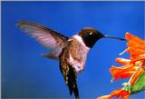 Re: Requested : Hummingbird and butterfly - Black-chinned 01 Hummingbird.jpg
