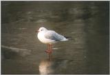 Re: Looking for bird pix! - blackheaded gull.jpg