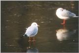 Re: Looking for bird pix! - blackheaded gulls.jpg