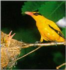 Black-naped oriole (JP01)