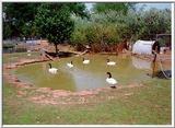 Re: Bird Pics - Black-necked Swan