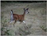 Blacktail Buck (.jpg)