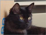 black beauty