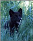 blackwolf